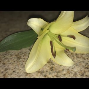 Meet your Posher, Frances